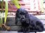 Cocker spaniel *Olsen - Kan ikke selv komme op af trappen... æv