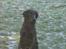 Flat coated retriever marko