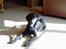 Flat coated retriever marko