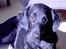 Flat coated retriever marko - hvor mange billeder vil du have indnu