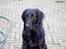 Flat coated retriever marko - Markos store kælighed ( Zita) 
