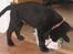 Labrador retriever Brårup´s Prins Pavlos - Den avis er vist ikke helt død..