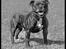Staffordshire bull terrier R.I.P.: (Engelsk) DKCH, SUCH Taz - 20/11/2005 - Casey har leget med billeder *ss -Så fin han er blevet !!