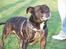 Staffordshire bull terrier R.I.P.: (Engelsk) DKCH, SUCH Taz - *Nyt*