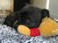 Staffordshire bull terrier R.I.P.: (Engelsk) DKCH, SUCH Taz - Taz med sin Winnie Bamse....