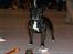 Staffordshire bull terrier R.I.P.: (Engelsk) DKCH, SUCH Taz - BIR i Ålborg d. 18/6-2006