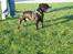 Staffordshire bull terrier R.I.P.: (Engelsk) DKCH, SUCH Taz - *Nyt*