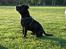 Staffordshire bull terrier R.I.P.: (Engelsk) DKCH, SUCH Taz - *Nyt*