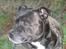 Staffordshire bull terrier R.I.P.: (Engelsk) DKCH, SUCH Taz - 21/12/2005 - Moar, jeg vil hellere ud og lege, end sidde model for dig !!!