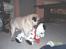 Mops Kong Tølfi    F. 06/04  † 04.10 2014