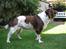 Engelsk springer spaniel Twister F.T. "R.I.P"