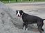 Amerikansk staffordshire terrier Minnie r.i.p. - *NYT* smukke minnie 