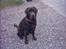 Labrador retriever Carlos - Fra d. 9/9-2005