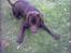 Labrador retriever Carlos - 9/9-2005