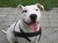 Blanding af racer Misty 15/9-04-25/11-2010 - Rigtig fotogen er hun da
