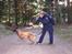 Malinois Tikki (Daneskjold Pippi) * DØD * - Tikki: Jubiiiiii - endelig fik jeg lov til at løbe ud at finde nogen :o)