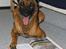 Malinois Tikki (Daneskjold Pippi) * DØD * - Tikki: En opfordring til at alle hunde om at læse Anders Hallgrens bog: drivkraft og motivation - og se de mange fine billeder af mig  ;o)