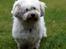 Coton de tulear Luna (R.I.P) - Hvor skal du hen mor ?