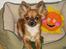 Chihuahua Daisy - Daisy 1½ år