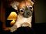 Chihuahua Daisy - Her er Daisy omtrendt 10 uger. 