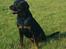 Rottweiler Tiny *18-12*