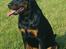 Rottweiler Tiny *18-12*