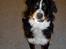 Berner sennenhund Bernhard - hej hej..