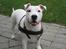 Blanding af racer Misty 15/9-04-25/11-2010 - Kast nu mor, jeg er klar!!