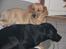 Labrador retriever Putte - se vi kan også være to her i