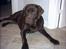Labrador retriever Carlos