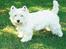 West highland white terrier Dodo KALDET TILDE  R-I-P
