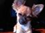 Chihuahua Daisy - Daisy tænker lige lidt over det....