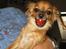 Chihuahua Daisy - Daisy elsker cherrytomater, og man må IKKE få den!