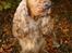 Cocker spaniel Penlope - VELKOMMEN TIL! Sæt endelig et lillle "fodaftryk" inden I smutter.. så kan jeg se hvem der har været forbi.