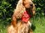 Cocker spaniel Penlope - En rigtig charmetrold!