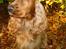 Cocker spaniel Penlope - *nyt* Uha... er det en elg??... lad mig komme væk!