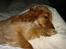 Cocker spaniel Penlope - "Jeg elsker at putte i mor´s dyner.... i det hele taget elsker jeg bare at putte"