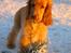 Cocker spaniel Penlope - Første gang i sneen