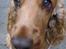 Cocker spaniel Penlope - Sådan ser jeg ud når jeg har lavet ulykker... MEGET USKYLDIG!!
