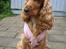 Cocker spaniel Penlope - Der er begyndt at blive koldt!!!
