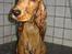 Cocker spaniel Penlope - En rigtig vandhund