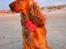 Cocker spaniel Penlope - En chamerende strandsild!