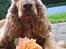 Cocker spaniel Penlope - Gift dig med mig... jo kom nu???