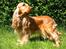 Cocker spaniel Penlope