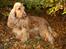 Cocker spaniel Penlope - *nyt*