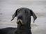 Grand danois BLUE TEMPTATION'S HOPE - strandhund :o)