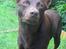 Australsk kelpie Clara