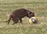 Amerikansk staffordshire terrier Freja *3-9* - *Nyt* Tosafoto 