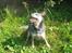 Australsk cattledog Tess - Årh mor smid nu den pind...kom nu, kom nu