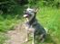 Australsk cattledog Tess - Mere pind...